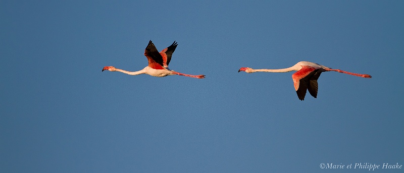 Flamant 0426_wm.jpg - Flamant rose - Greater Flamingo - Phoenicopterus roseus (Camargue, France, février 2011)